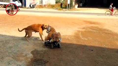 Watch this incredible animal scare video.