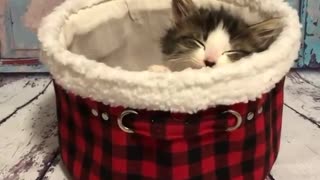 Funny and Cute Cats Videos #157 │ Gadis Sekarwangi