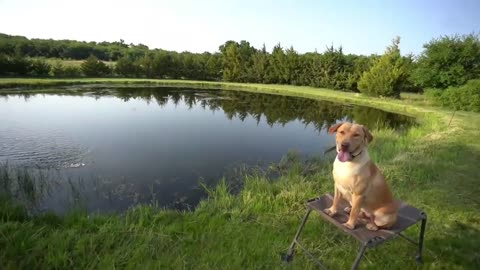 Training My Labrador Retriever with Live Pigeons! (Part 11)