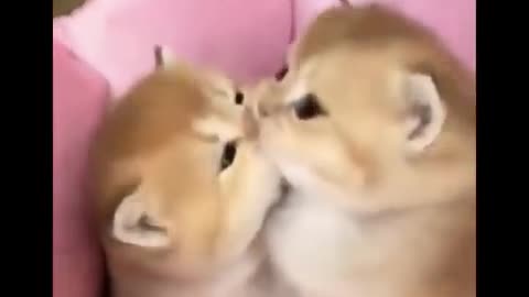 cute baby animals playing himself.