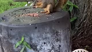 Mr. Squirrel wants all the bird food