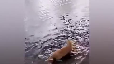 Cat Catch Fish - Funny Cat Video