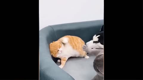 Funny Cat Video 3