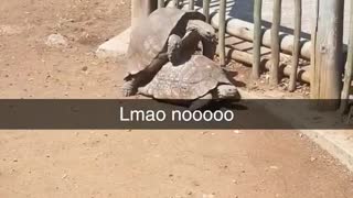 Turtles at zoo on top of each other