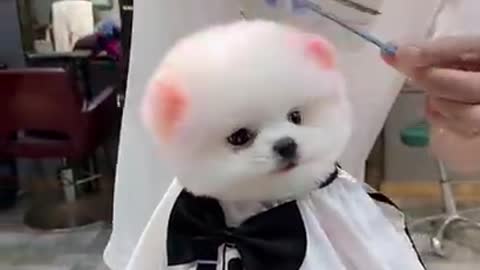 Lovely Baby Dog, Cute dog😹 Funny Animals