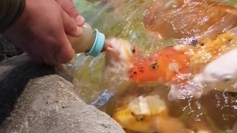 Feeding fish.