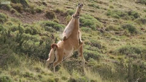 Brutal Fight for Dominance Among Guanacos | Wild Patagonia | BBC Earth