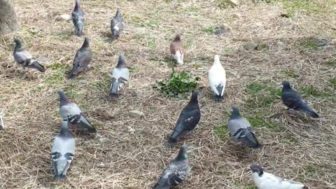 Flock of fearless pigeons.