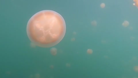 Palau golden jellyfish