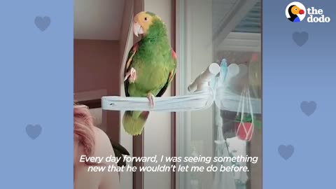 Loyal Parrot Is His Mom's Lifetime Companion - The Dodo Soulmates_p3