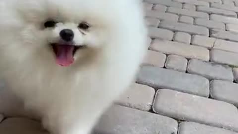 Dog cutest