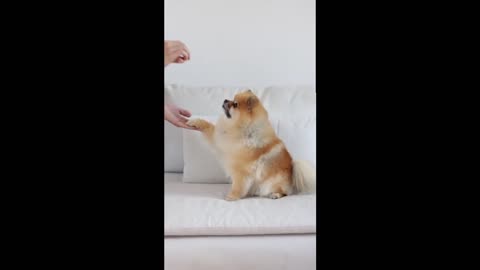 Dog Training Techniques
