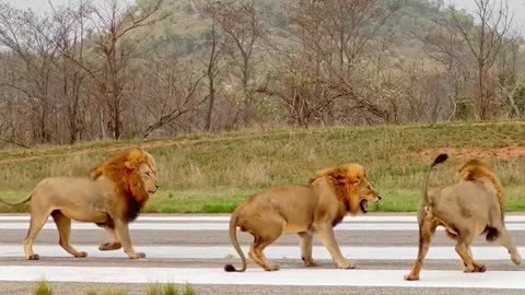 Lions Attack Other Lion on Runway