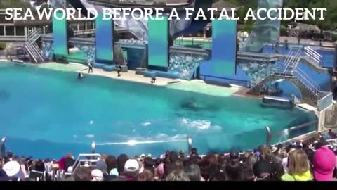 SEAWORLD BEFORE A FATAL ACCIDENT CHANGED EVERYTHING