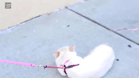 lazy cats walking the streets