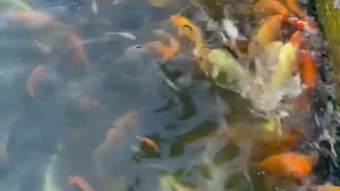 Koi fish farm