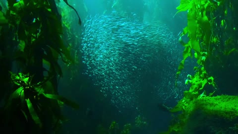 The best underwater view you will ever see