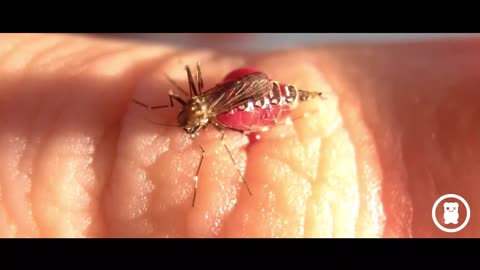 Mosquitoes Drinking Blood Until They Burst 😯