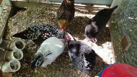 PULLET/HEN UP FOR DISCUSSION: 1 Rhode Island & 1 Gold Laced Wyandotte, laying 1 year.