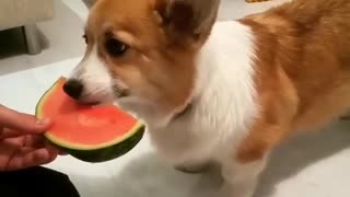 Corgi dog trying watermelon for the first time