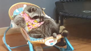 Raccoon is dozing off lying on the baby's cradle.