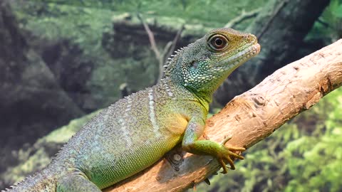 water dragon lizard chinese animal