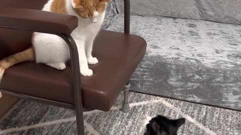 Dog and cat fight