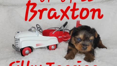 Silky Terrier Braxton is looking for his FURever family