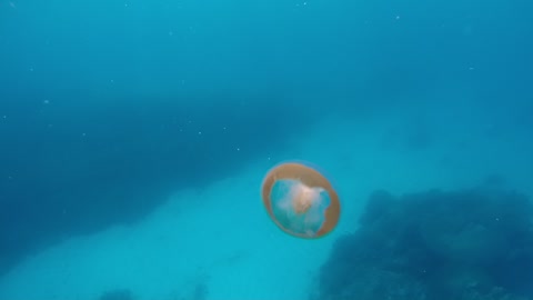 Magic Jelly Fish