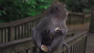 What Monkey Eating