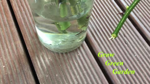 How to grow rose cuttings in water