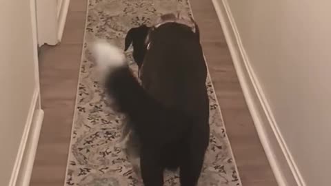 Hallway fetch! 👇 See the Description for a Surprise!