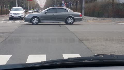 Pigeon Gets Ran Over Trying To Cross A Street