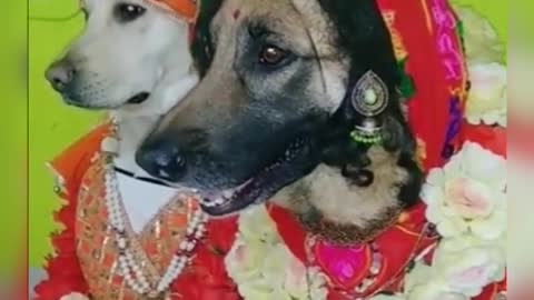 dogs marriage special video 2021,