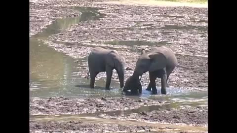 When Elephant's Get Frustrated, They Stick Their Mouths in The Water to Drink From it Directly