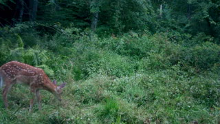 Can you spot the 2nd deer hanging out with this cute fawn?