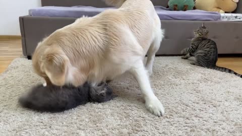 Adorable Kittens Are Confused By The Attack Of A Playful Golden Retriever