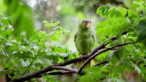 A green bird perched on a tree branch