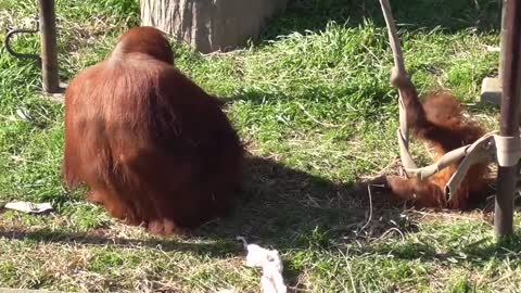 Orangutan name sumi and popo [ichikawa city zoo and botanical garden in china,japan]