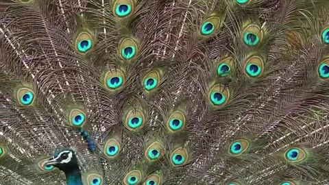 Peacock 🦚 | Nature Video