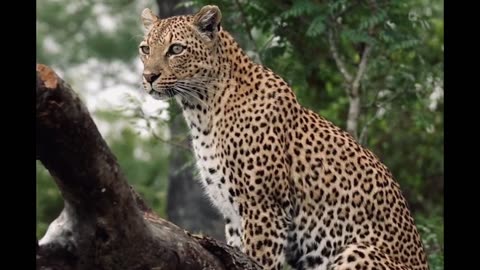 Tough Times for the Rocky Ridge Female Leopard