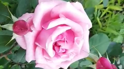 Pink great rose