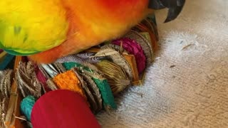 Parrot Just Wants to Cuddle