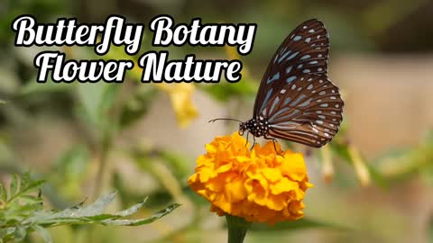 Butterfly Botany Flower Nature