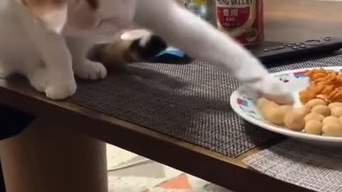 Baby Cats_-- Cute and Funny Cat Videos _ cute pet care 156 _shorts