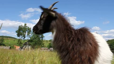 Curious goat and sheep on the lawn