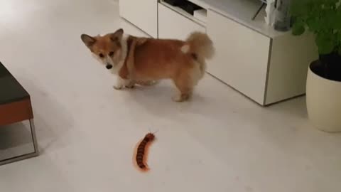 Corgi Has A Blast Playing With A Remote Controlled Centipede
