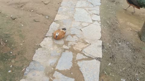 The duck sleeps in the middle of the road