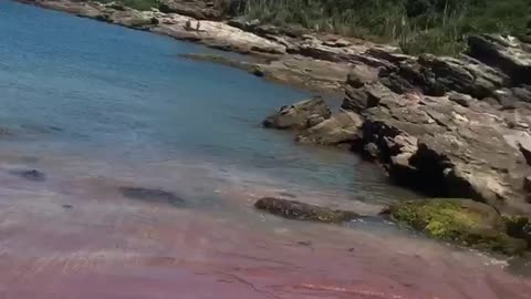 ARE PINK BEACHES REAL?
