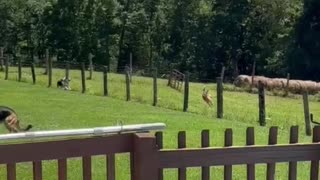 Deer Hops Fence and Runs With Dogs